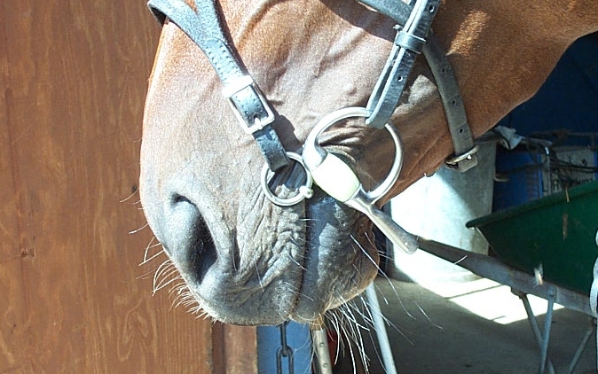 Käkbett