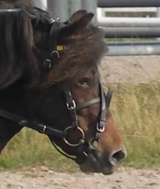 Ring vid kindstroppen