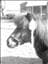 HanniBunni